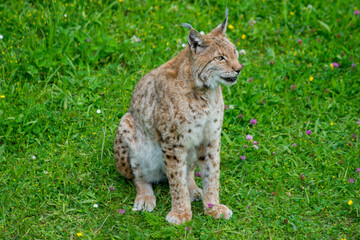 Iberian lynx (Lynx pardinus), lince ibérico