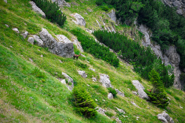 Epic Summer Hike to Refugiul Țigănești: Camping on the Ridge and Exploring Cabana Mălăiești