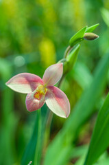 Close-up of a Phragmipedium orchid in full bloom with lush green leaves in the background. The delicate petals are highlighted in a natural light. Gardening, horticulture, and nature theme.