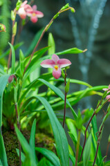 Obraz premium Close-up of a Phragmipedium orchid in full bloom with lush green leaves in the background. The delicate petals are highlighted in a natural light. Gardening, horticulture, and nature theme.