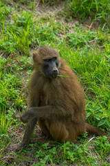 Close-up portrait of a green monkey (Chlorocebus sabaeus), sitting on the floor