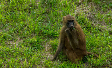 Close-up portrait of a green monkey (Chlorocebus sabaeus), sitting on the floor