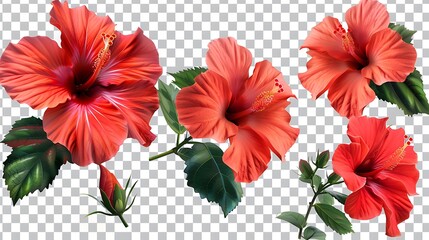 Set of vibrant red hibiscus flowers with lush green leaves, isolated on a transparent background