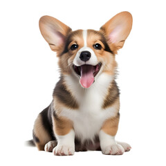 Obraz premium Happy puppy of sitting welsh corgi with open mouth 