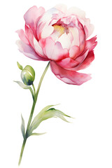 Fototapeta premium One pink peony flower with leaves, watercolor floral clipart element