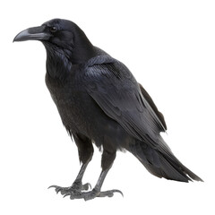 Isolated Raven Bird with Glossy Black Feathers Without Background.