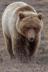 Fototapeta premium Grizzly Bear, Alaska