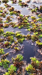 Flower on ther water