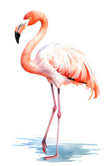 Fototapeta premium Pink flamingo standing in water, side view of bird, watercolor painting clipart isolated