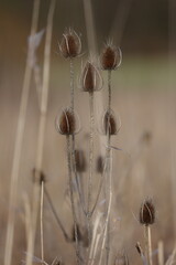 seed-heads of a wild teasel in winter