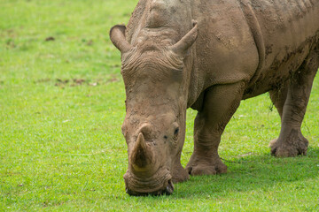 Obraz premium Southern White Rhino or Rhinoceros with oxpeckers in National Park