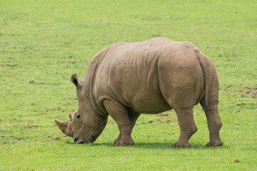 Obraz premium Southern White Rhino or Rhinoceros with oxpeckers in National Park