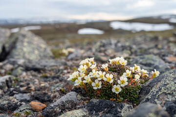 Diapensia Lapponica blooming in Varangerhalvøya National Park in Northern Norway