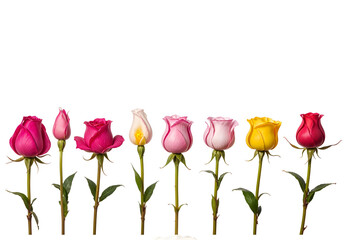 Obraz premium Bright Pink Rose Petals for Wedding Celebration