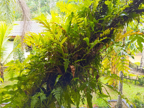 photos of the drynaria quercifolia plant are usually used as backgrounds or for garden photos