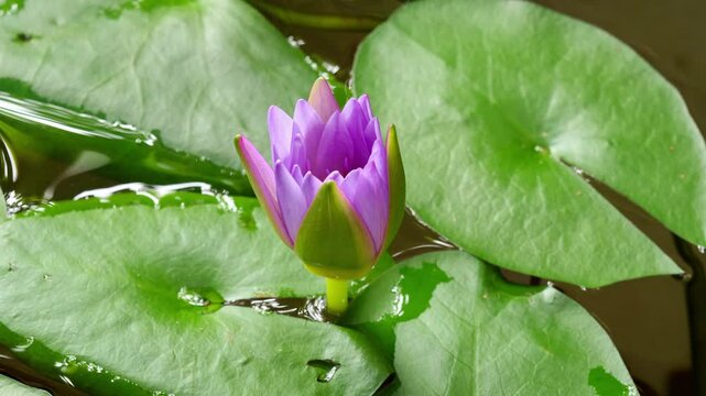 4K time lapse footage of blooming purple water lily flower from bud to full blossom in waterlily pond, beautiful lotus flower timelapse video close up b roll shot, side view.