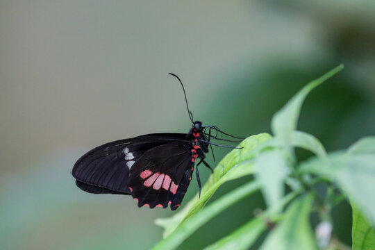 Close-up view of a mimic kite swallowtail, mimoides ilus branchus butterfly.