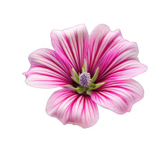 Wild mallow flower isolated on transparent background