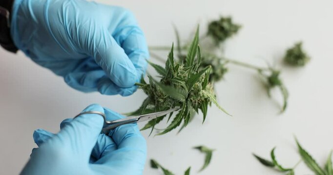 Lab technician pulls seeds from cannabis cutting off leaves in laboratory. Worker follows strict protocols to ensure purity and viability of weed in lab