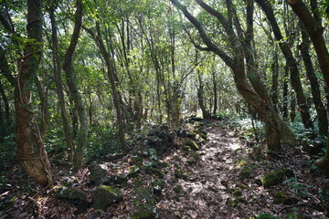 Obraz premium dense spring forest and footpath in the sunlight