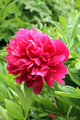 red peony blooms in the garden after summer rain © Natalia
