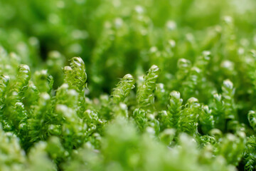 Calliergonella lindbergii moss curly leaves in the ground in forest. Macrophotography
