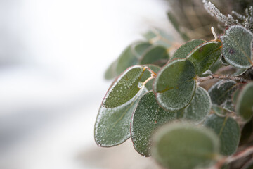 plant leaf tree covered in frost snow ice winter cold nature 