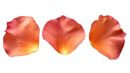 collection of orange rose petals on transparent background.