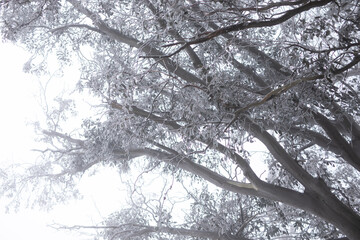 plant leaf tree covered in frost snow ice winter cold nature 