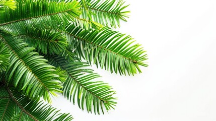 Norfolk Island Pine on White Christmas Background