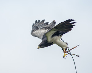 Flying falcon in a falconry exhibition