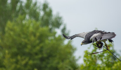 Flying falcon in a falconry exhibition