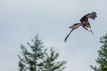 Flying falcon in a falconry exhibition