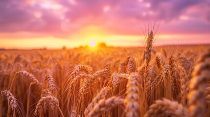 A field of golden wheat ready for harvest under a pink and purple sunset sky.