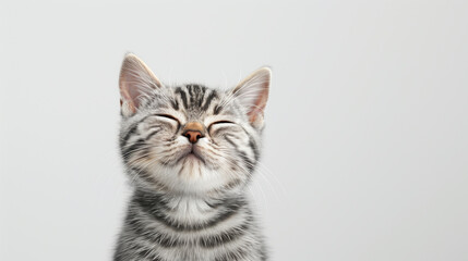 Obraz premium Kitten with a happy, smiling face, eyes closed as if in contentment, on white background.