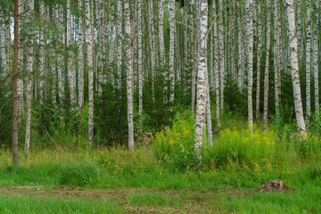 Obraz premium pine forest in spring