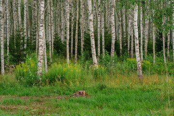 mixed tree forest in early summer