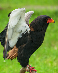 Portrait of a sub-saharan eagle with red and black face