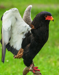 Portrait of a sub-saharan eagle with red and black face