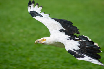 Flying vulture in a falconry exhibition
