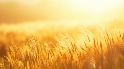 Fototapeta premium Sunlight bathes a field of wheat in a warm, golden glow. The stalks sway gently in the breeze, creating a soft, ethereal effect