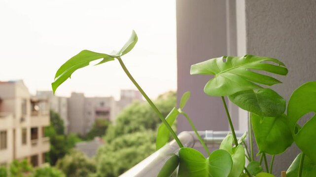 Monstera leaves closeup in balcony garden