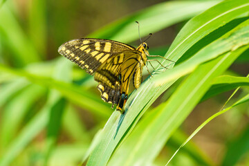 葉にとまるキアゲハ