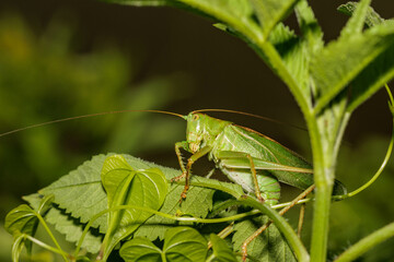 真夏の昆虫ヤブキリ成虫