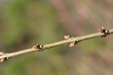 English redoul branch with buds