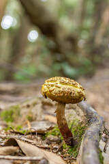地面に生えるキノコ