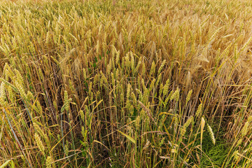 Golden wheat and barley harvest on a sunny summer day