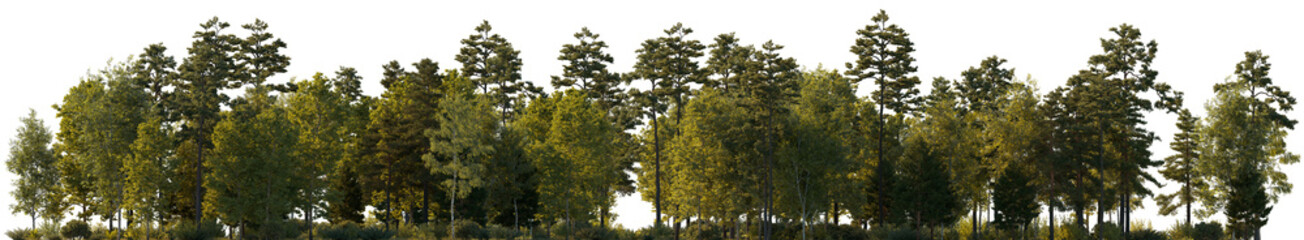 Frontal view Forest mixed trees (birch, sycamore platanus, spruce, pine, maple and other) isolated png on a transparent background perfectly cutout evening lighting