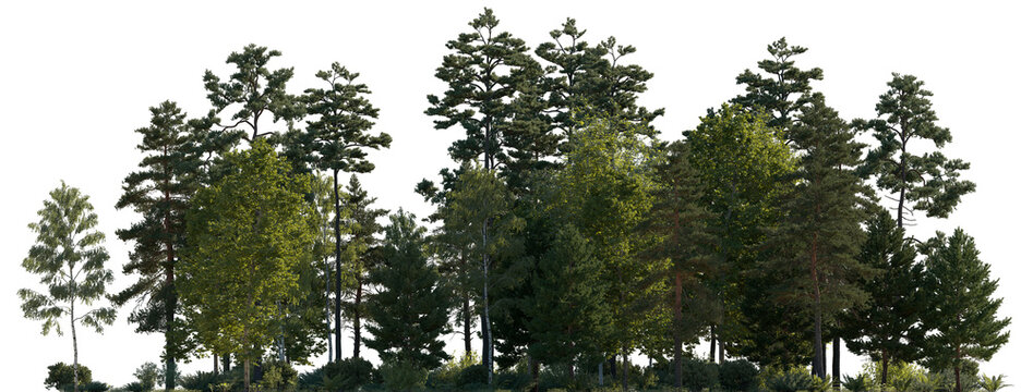 Forest mixed trees (birch, sycamore platanus, spruce, pine, maple and other) isolated png on a transparent background premium cutout day lighting