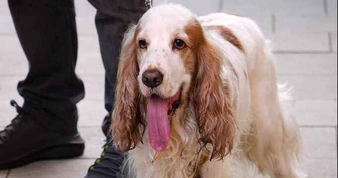 An English Cocker Spaniel dog stands with his tongue hanging out on a hot summer evening.